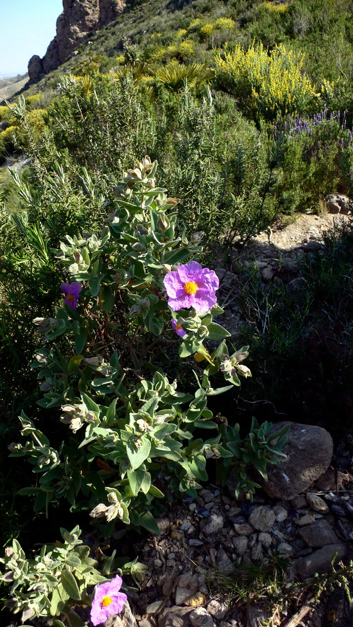 Rockrose (Cistus 'Mickie') — which is beneficial in areas with active wildlife; typically reaching 2 to 3 feet in height and spreading 2 to 4 feet wide