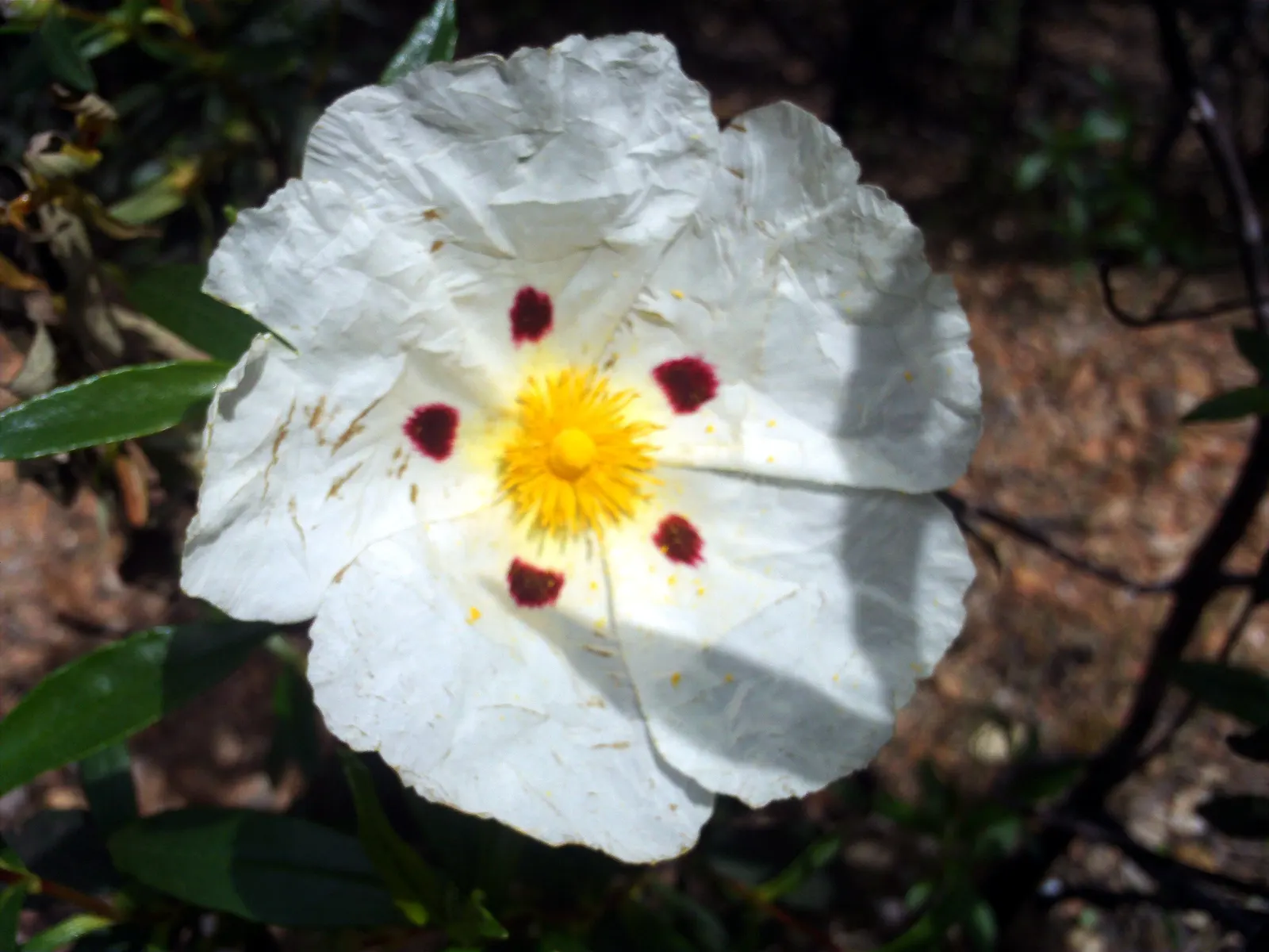 Rockrose (Cistus 'Mickie') — perennial with white blooms