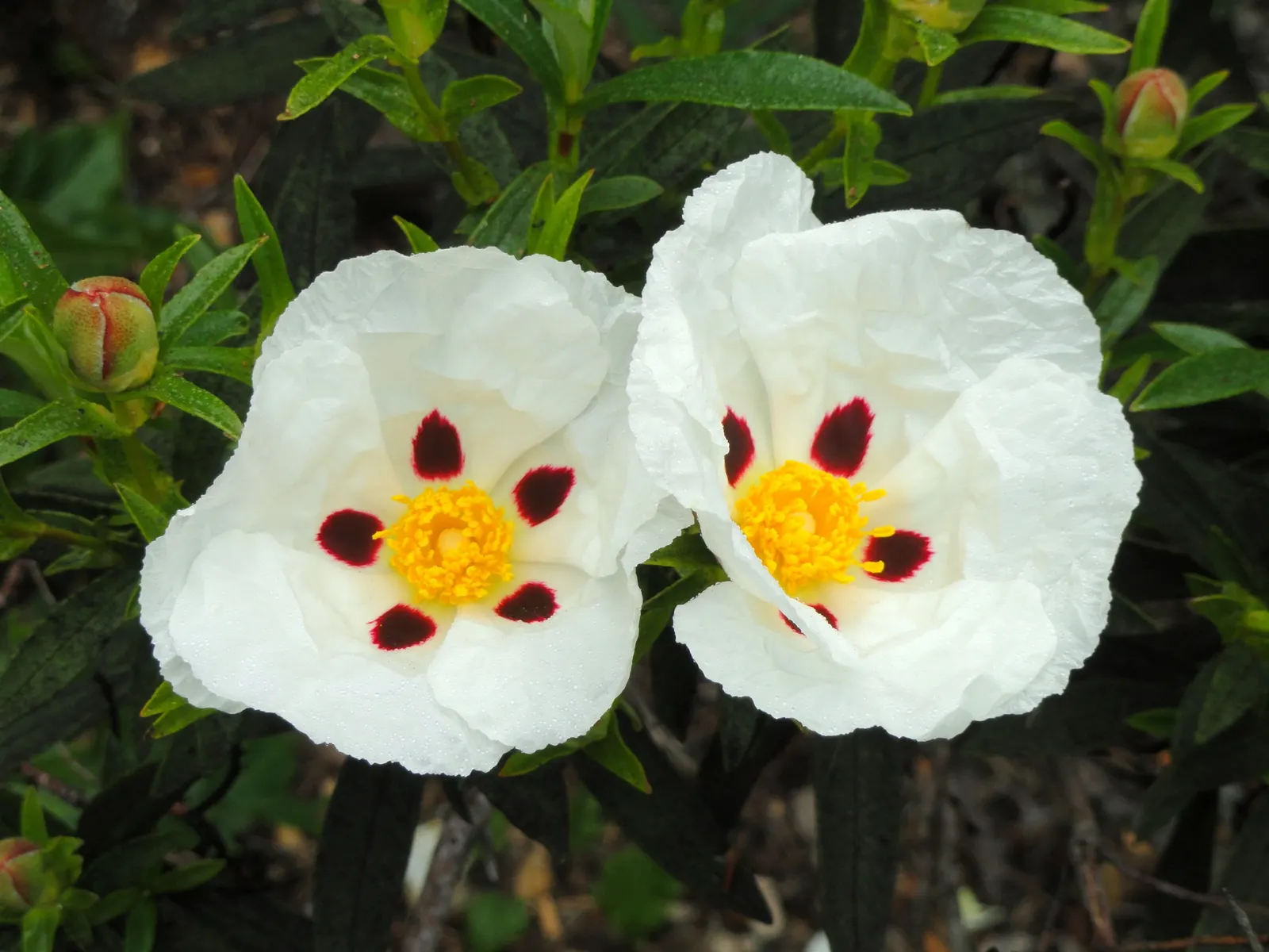 Rockrose (Cistus 'Mickie') — This rockrose thrives in full sun and well-drained soil, being drought-tolerant once established; white flowers in the, image 43