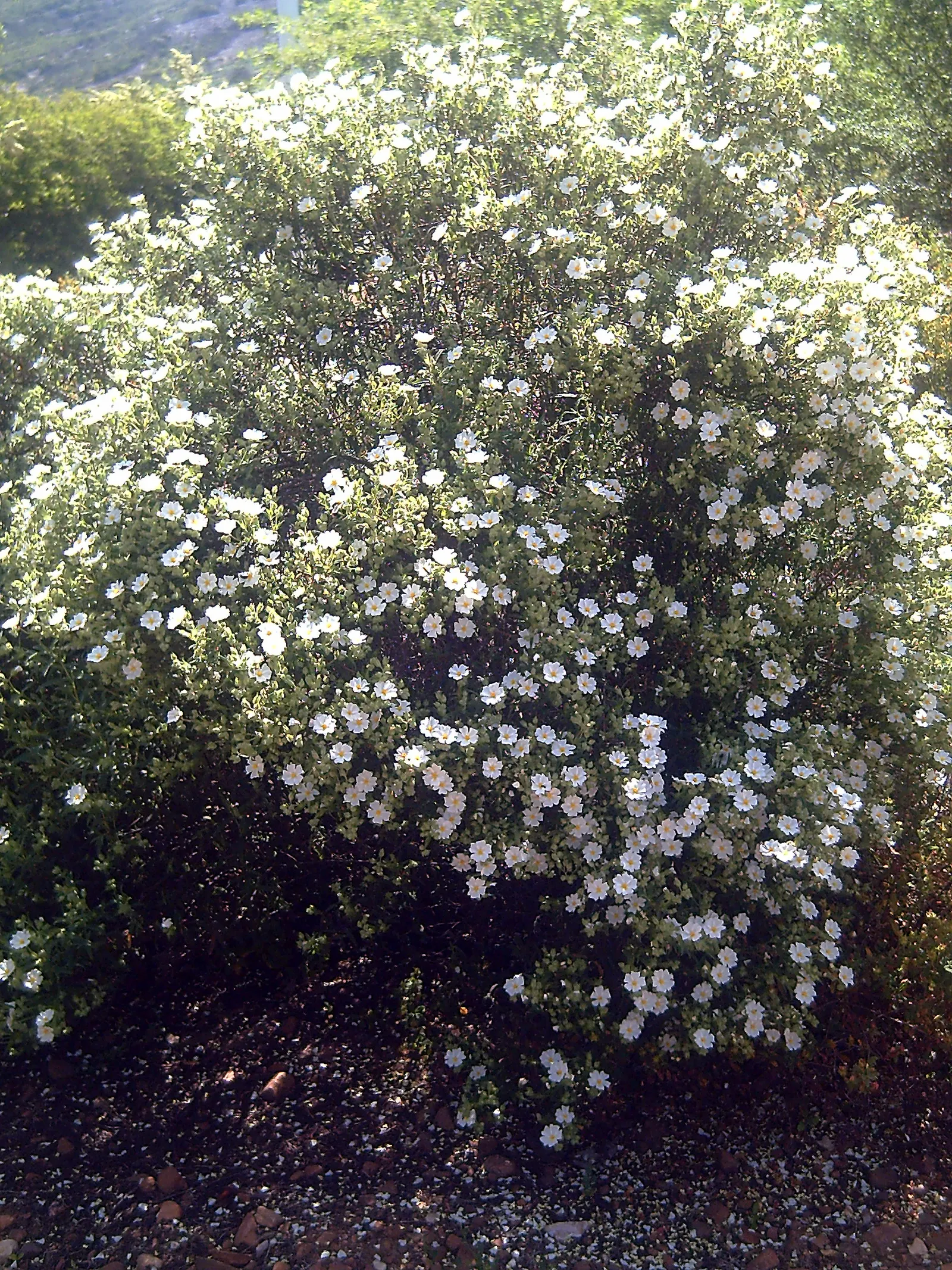 Rockrose (Cistus 'Mickie') — commonly referred to as Rockrose; cistus 'Mickie' thrives in full sun and prefers well-drained soil