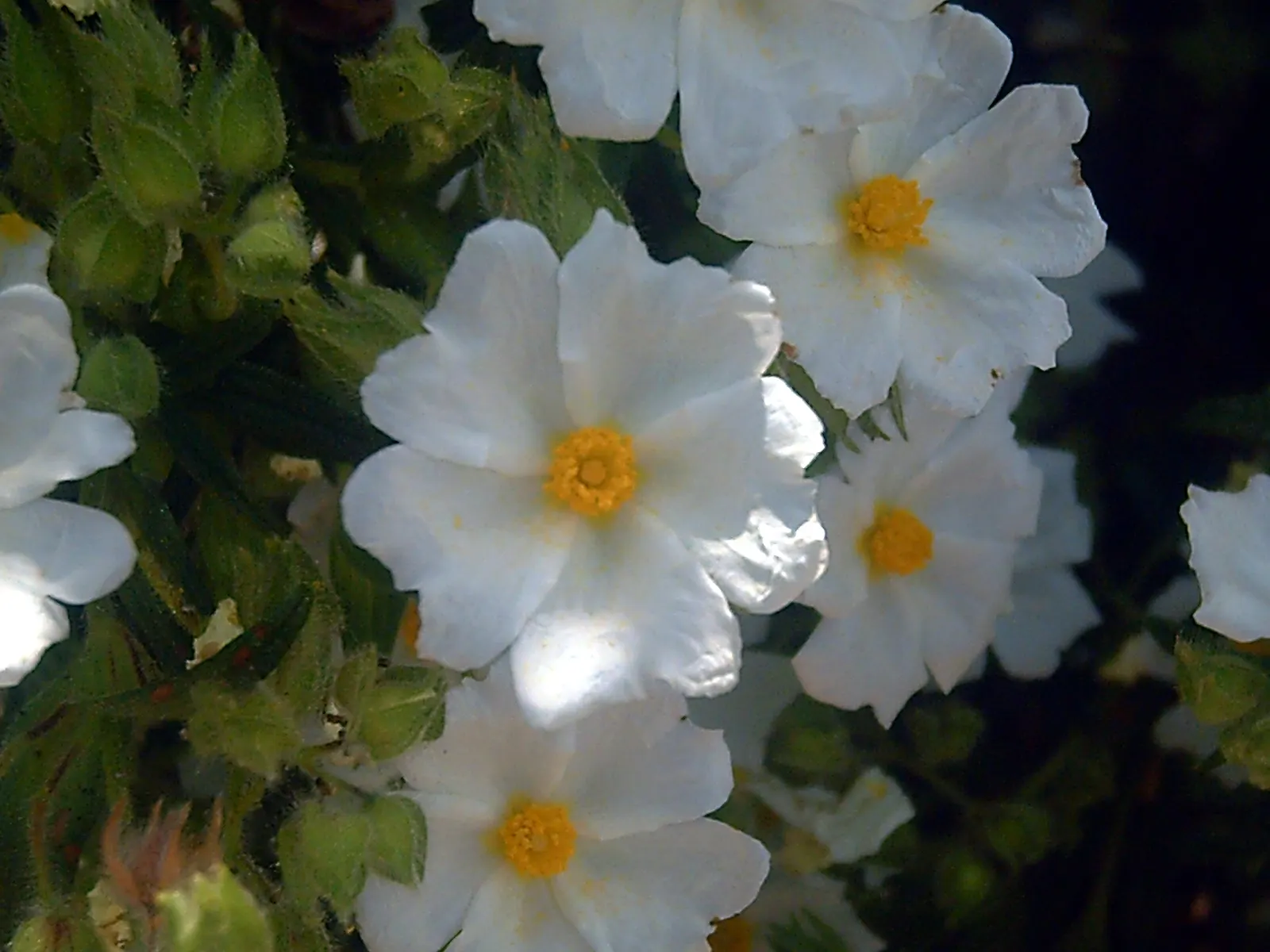Rockrose (Cistus 'Mickie') — It is drought-tolerant once established