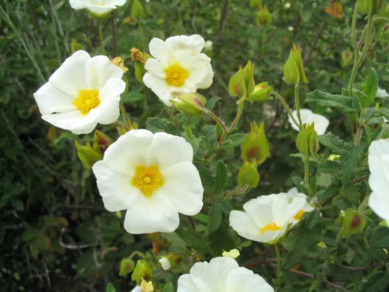 Rockrose (Cistus 'Mickie') — which is beneficial in areas with active wildlife