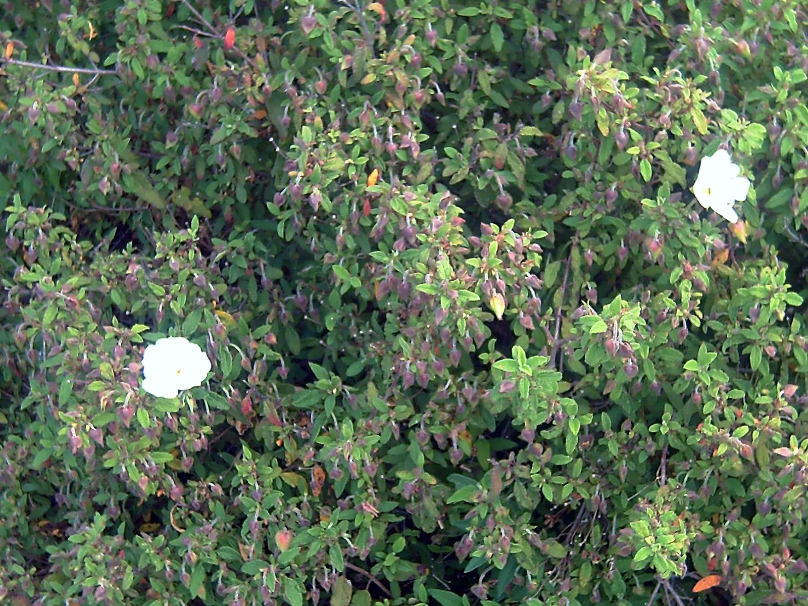 Rockrose (Cistus 'Mickie') — This rockrose thrives in full sun and well-drained soil, being drought-tolerant once established; white flowers in the garden