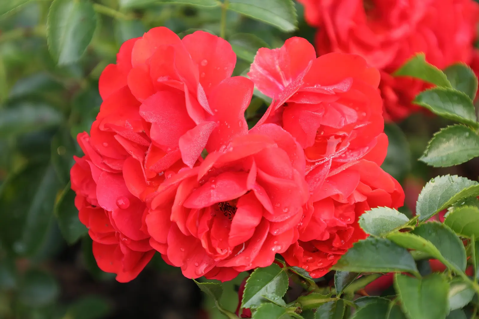 Scarlet Flower Carpet Rose (Rosa Flower Carpet Scarlet) — The Rosa Flower Carpet Scarlet is a vibrant ground cover rose, showcasing profuse, velvety scarlet