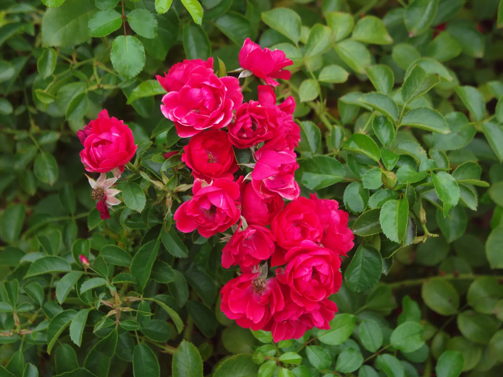 Scarlet Flower Carpet Rose (Rosa Flower Carpet Scarlet) — Plant in full sun for optimal vigor and bloom density