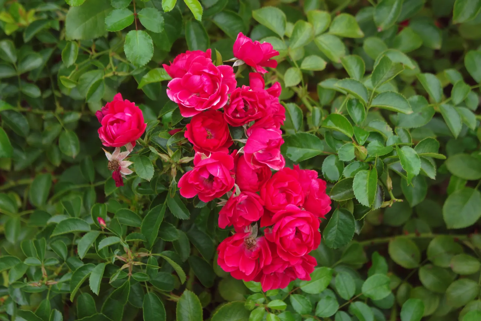 Scarlet Flower Carpet Rose (Rosa Flower Carpet Scarlet) — This hardy variety reaches 24-32 inches in height and spreads up to 40 inches, ideal for mass planting