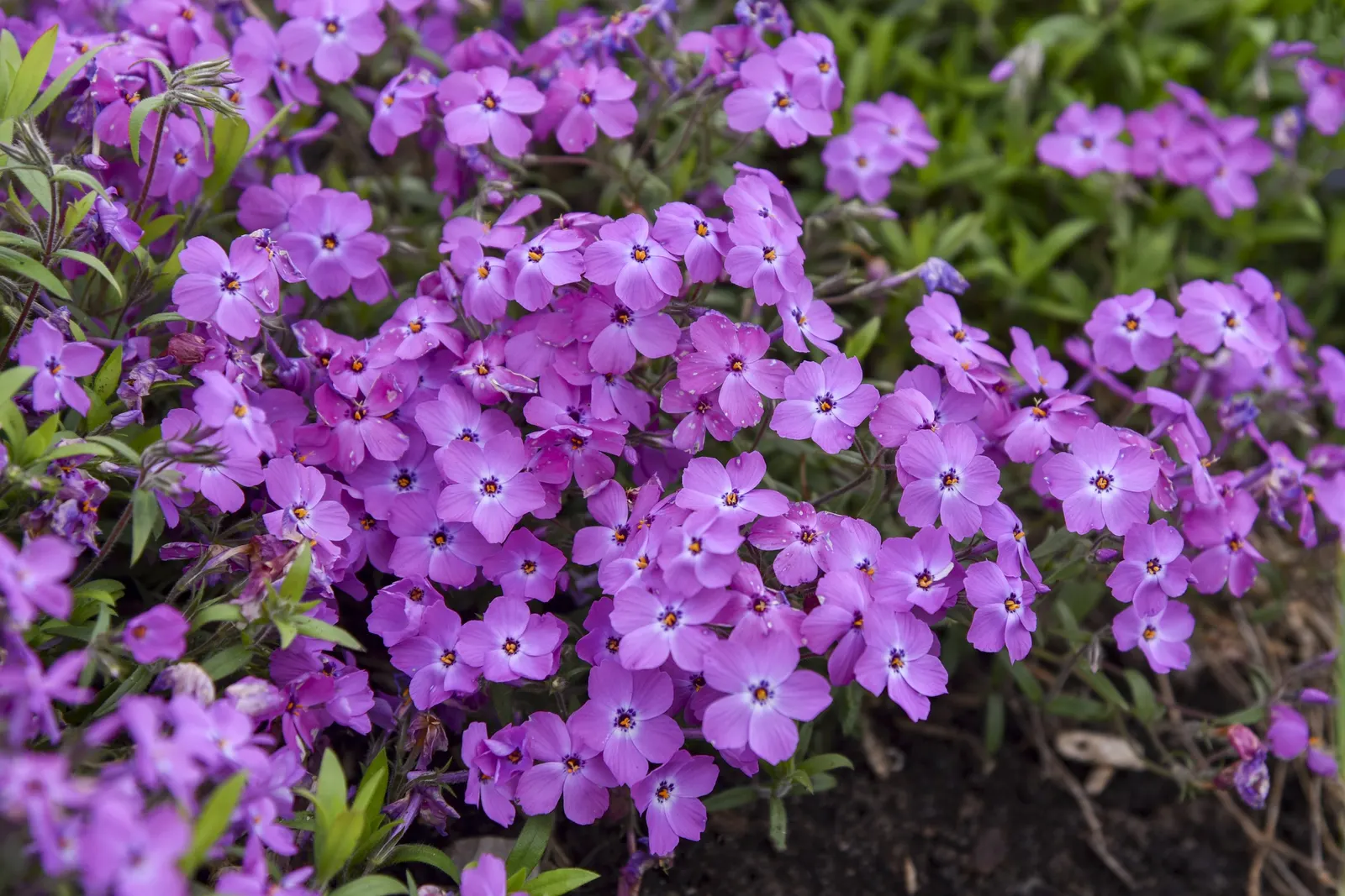 'Rose Sprite' Hybrid Spring Phlox (Phlox hybrid) — Proven Winners - 'Rose Sprite' - Hybrid Spring Phlox - Phlox hybrid pink rose pink plant details