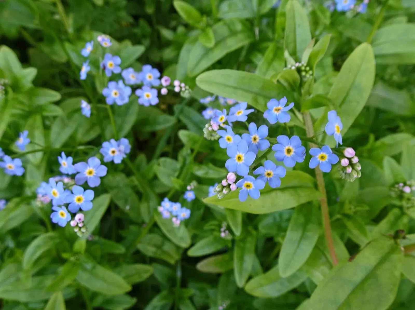 Forget-Me-Not (Myosotis Alpestris) — It is a touch of natural beauty that invites both contemplation and admiration in the outdoor space; as its, image 57