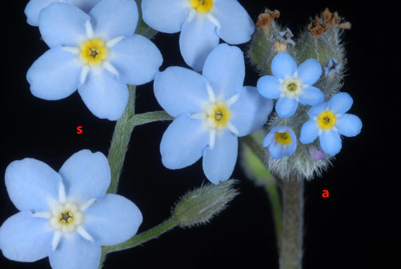 Forget-Me-Not (Myosotis Alpestris) — commonly known as Alpine Forget-me-not; perennial with blue blooms, image 126