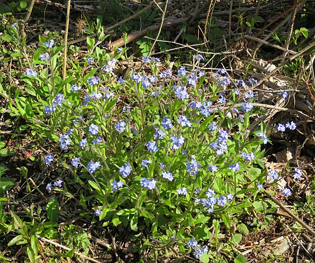 Forget-Me-Not (Myosotis Alpestris) — commonly known as Alpine Forget-me-not; perennial with blue blooms