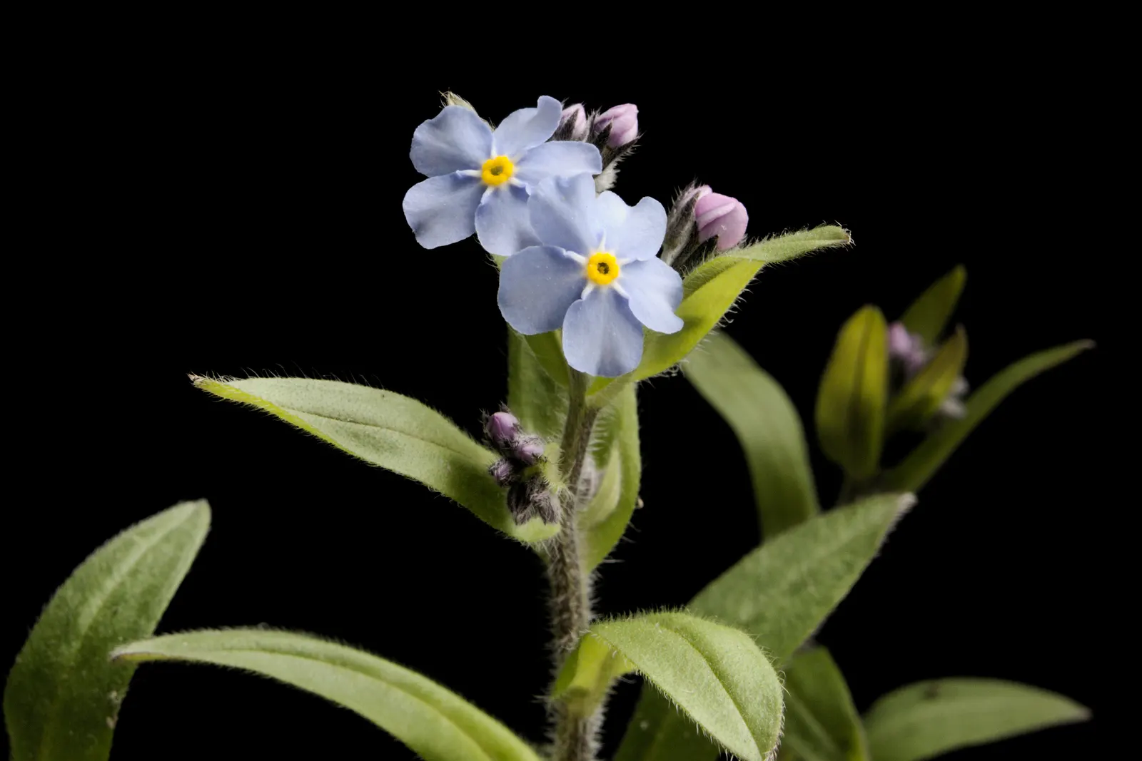 Forget-Me-Not (Myosotis Alpestris) — each with a delicate yellow center; thriving well in USDA hardiness zones 2 through 9, image 62