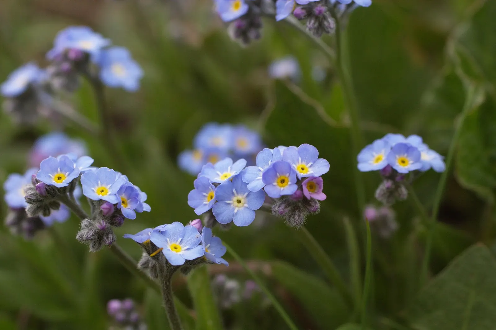 Forget-Me-Not (Myosotis Alpestris) — and along pathways due to its modest size and need for minimal maintenance; each with a delicate yellow center, image 155