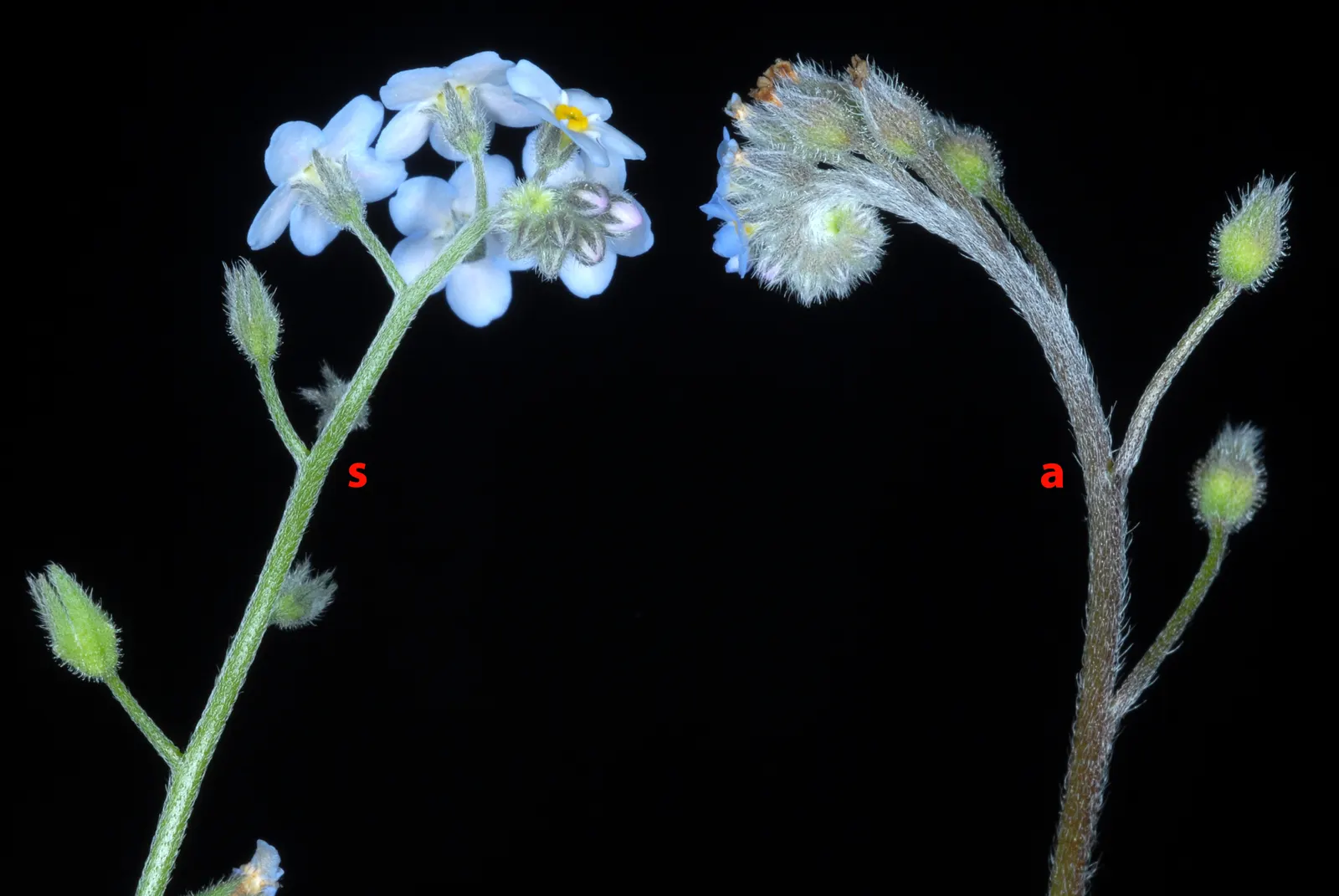 Forget-Me-Not (Myosotis Alpestris) — perennial with blue blooms; with blossoms that span approximately half an inch across