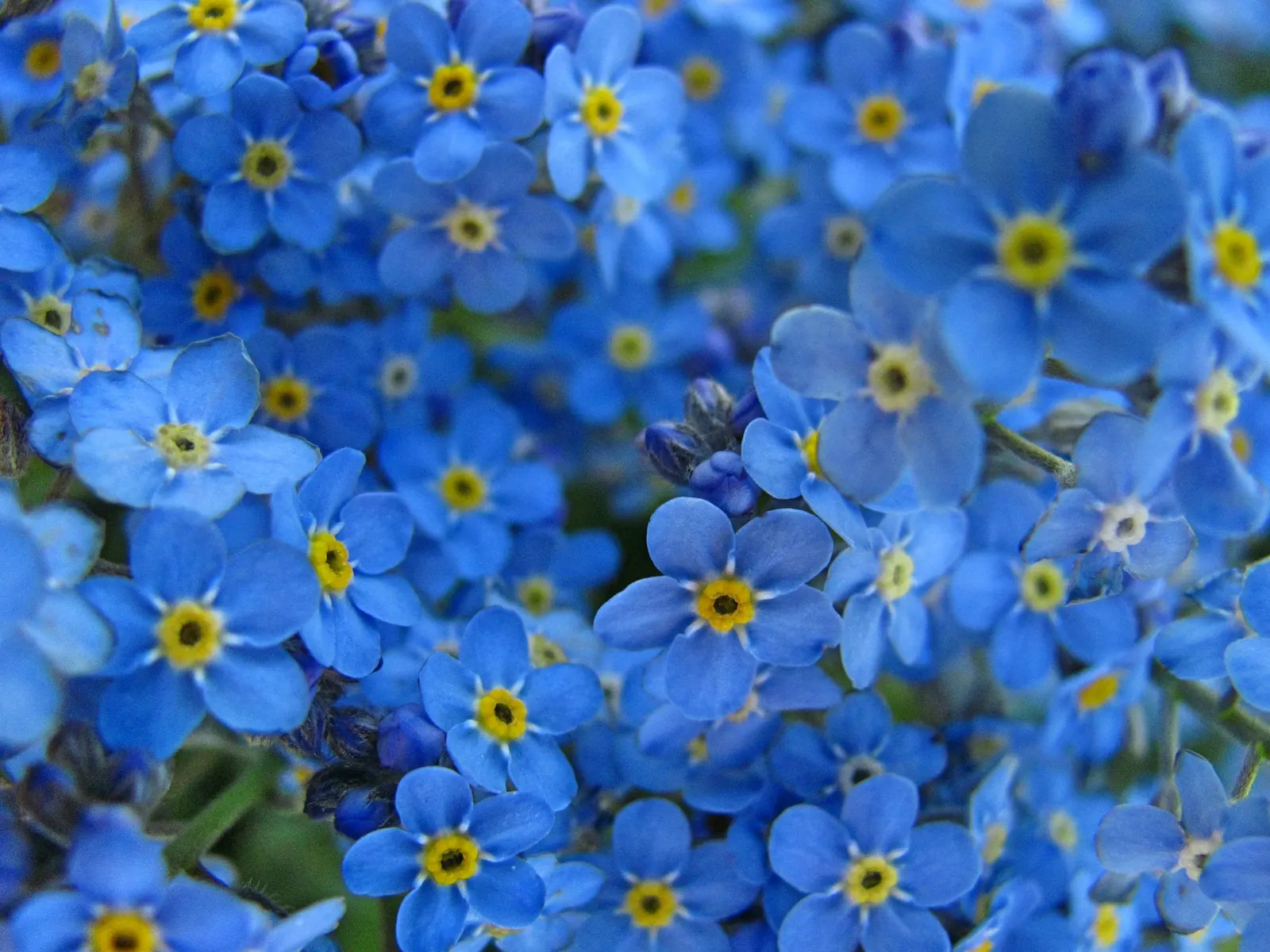 Forget-Me-Not (Myosotis Alpestris) — It is a touch of natural beauty that invites both contemplation and admiration in the outdoor space; as its, image 137