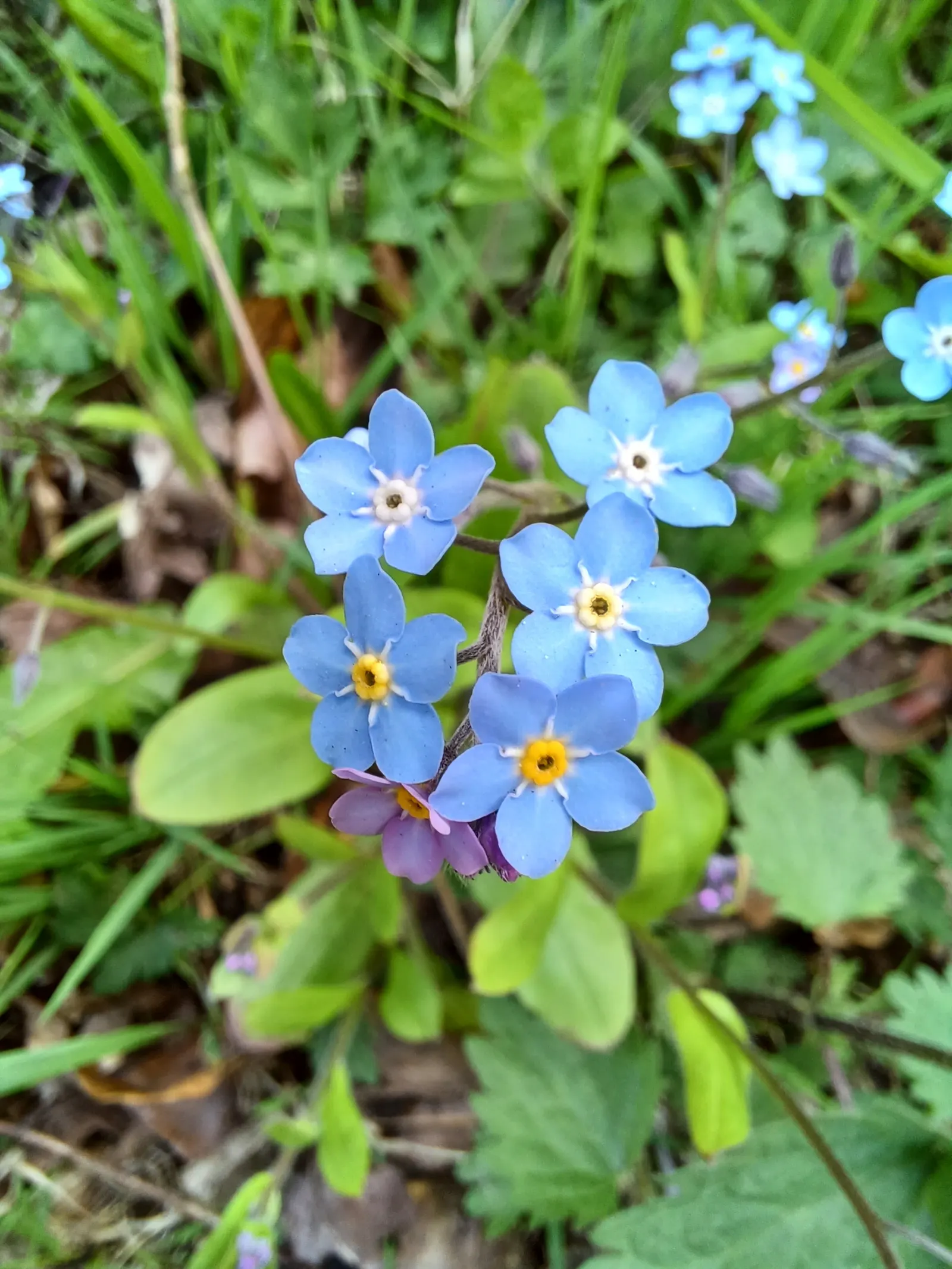 Forget-Me-Not (Myosotis Alpestris) — perennial for full or half; it is a touch of natural beauty that invites both contemplation and admiration in, image 100