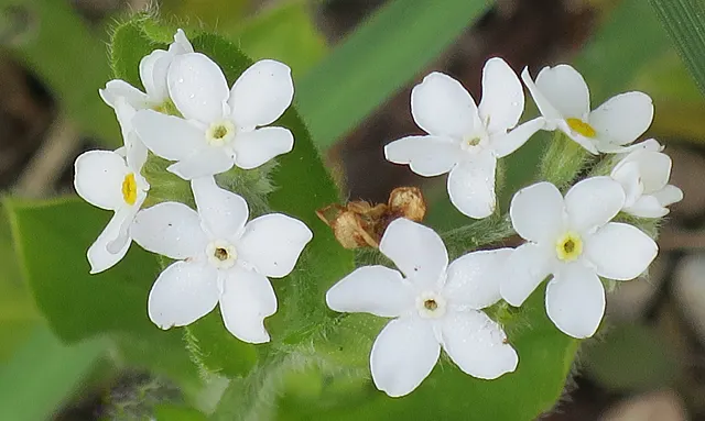 Forget-Me-Not (Myosotis Alpestris) — Forget-me-not (Myosotis alpestris) graces gardens with clusters of sky-blue flowers; reaching 6-12 inches, image 61