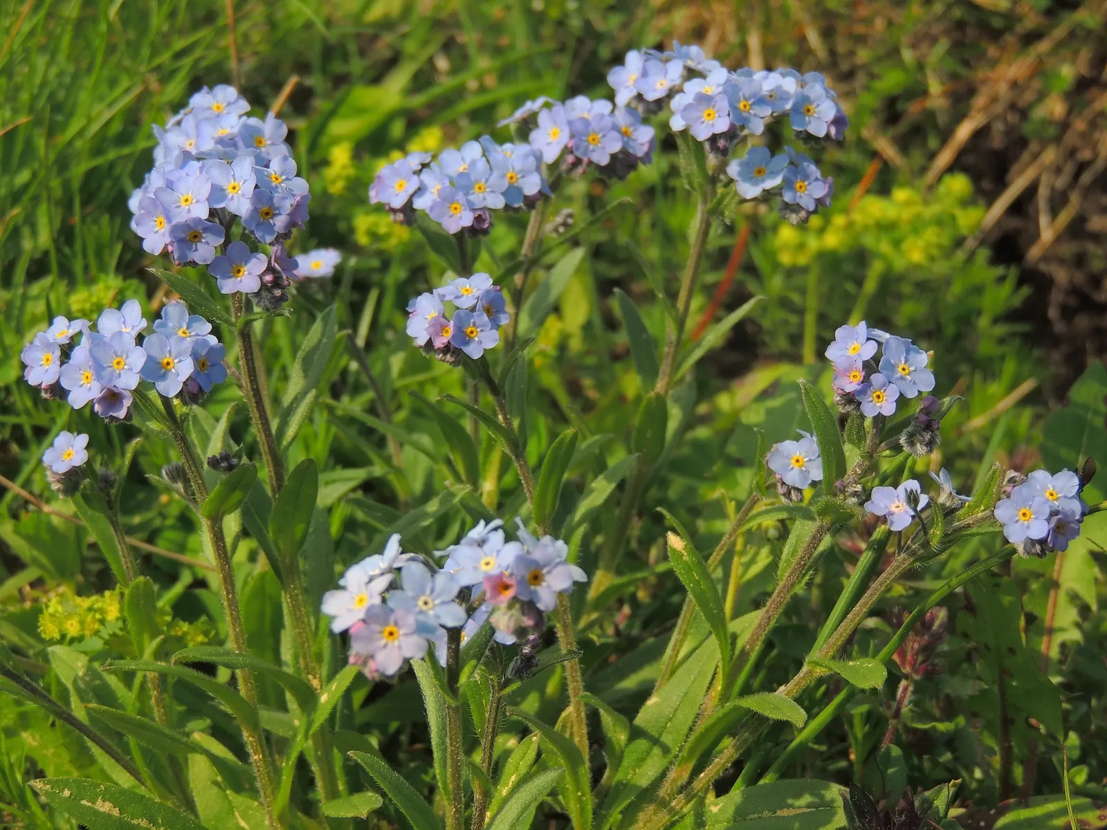 Forget-Me-Not (Myosotis Alpestris) — Reaching 6-12 inches tall, it spreads 6-10 inches wide, ideal for borders or as a groundcover; blooming in spring, it adds