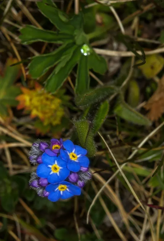 Forget-Me-Not (Myosotis Alpestris) — marginally tolerant of drought once established