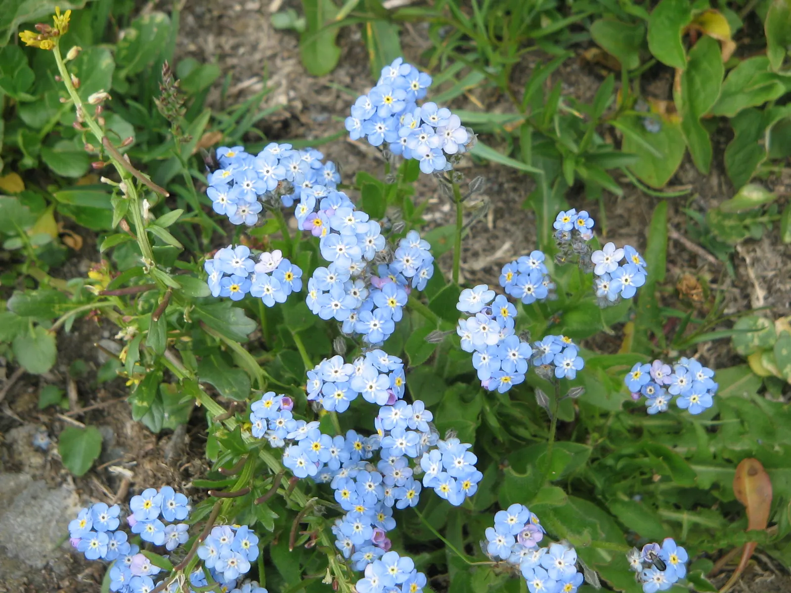 Forget-Me-Not (Myosotis Alpestris) — This plant typically flowers from late spring to early summer; perennial for full or half, image 149