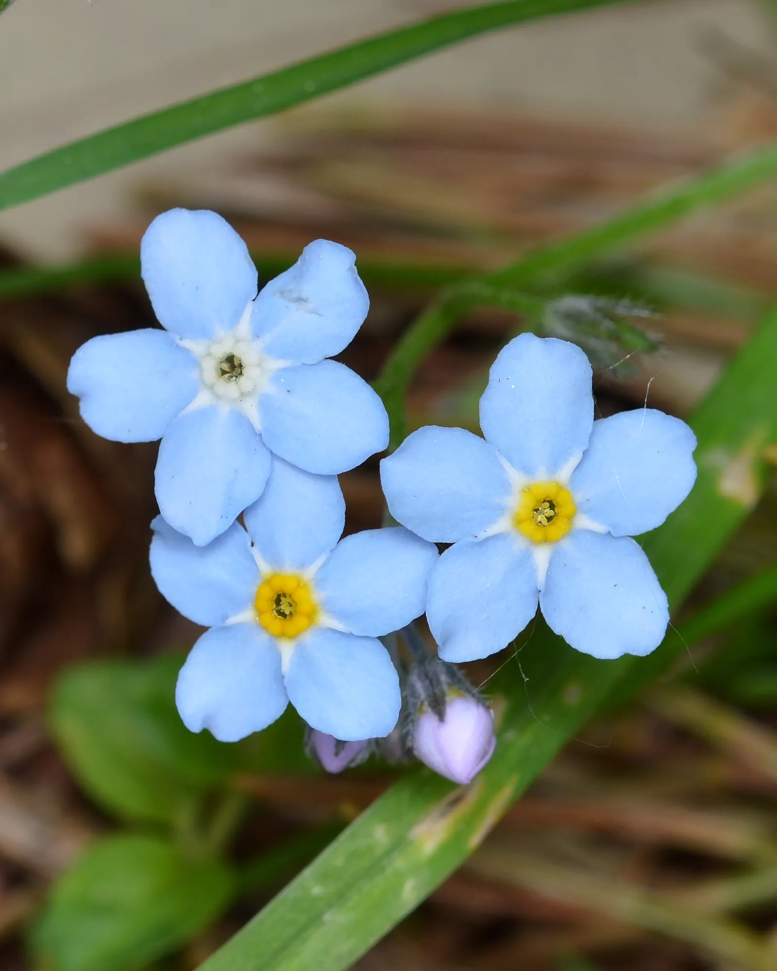 Forget-Me-Not (Myosotis Alpestris) — Reaching 6-12 inches tall, it spreads 6-10 inches wide, ideal for borders or as a groundcover; blooming in, image 64