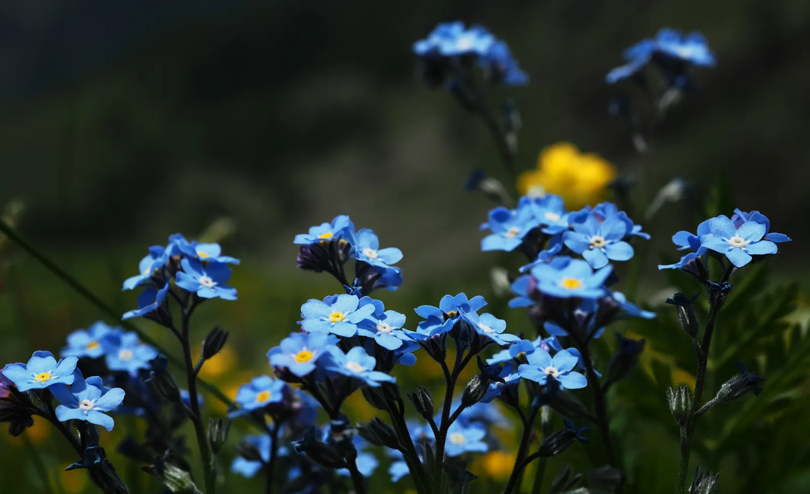 Forget-Me-Not (Myosotis Alpestris) — It is a touch of natural beauty that invites both contemplation and admiration in the outdoor space; as its, image 97