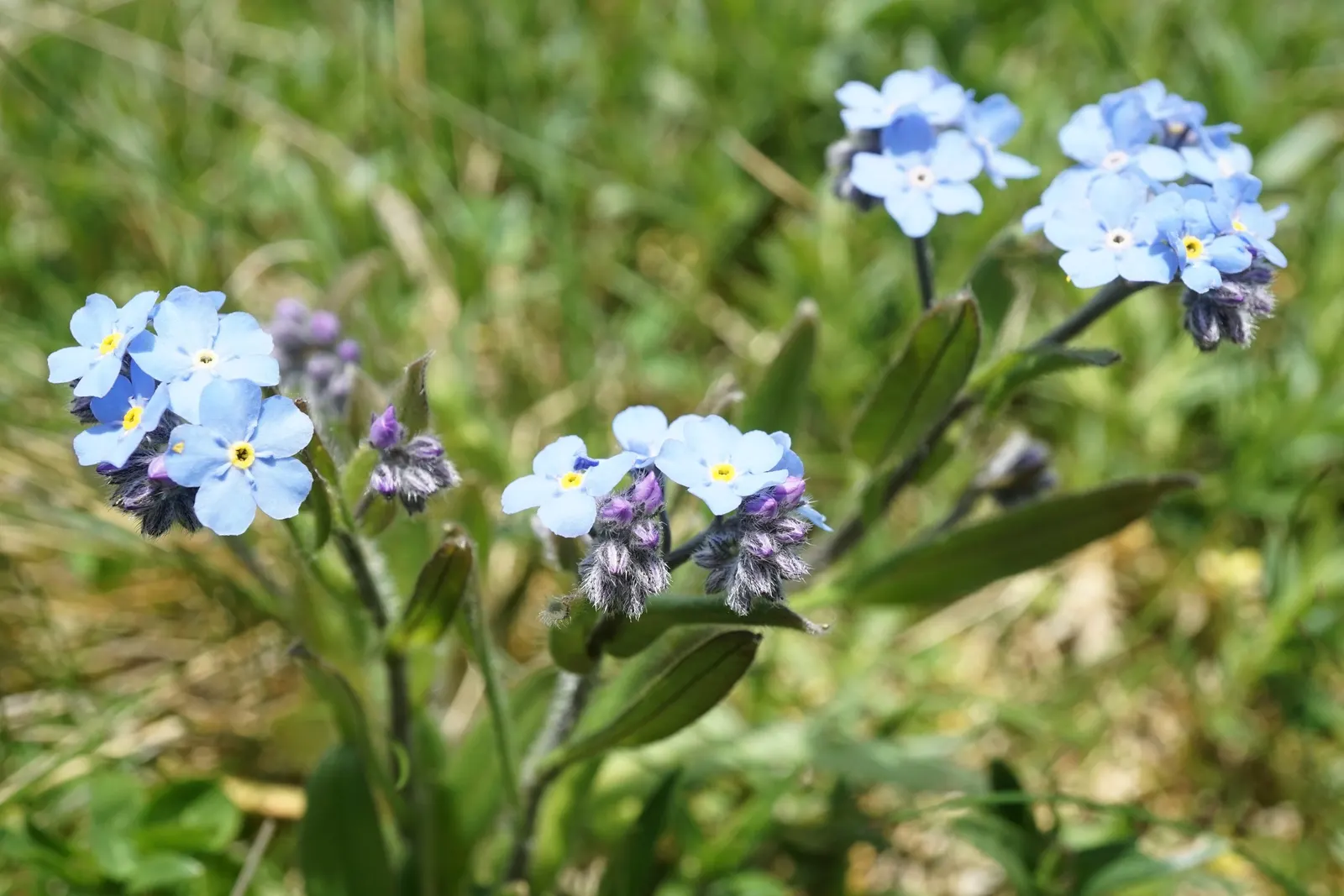 Forget-Me-Not (Myosotis Alpestris) — is an herbaceous perennial that graces many gardens with its delicate sky-blue flowers; commonly known as, image 87