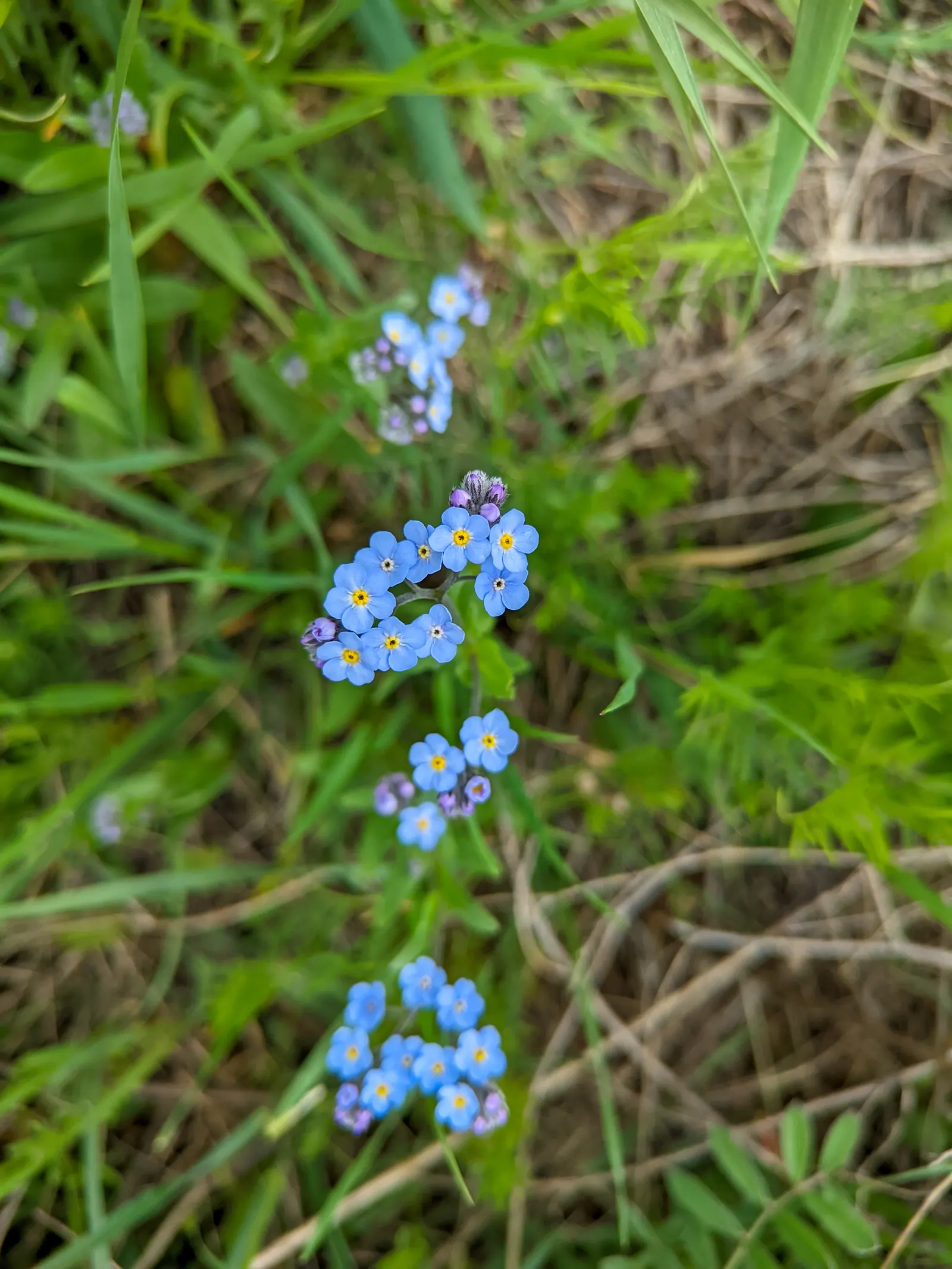 Forget-Me-Not (Myosotis Alpestris) — To maintain its compact growth habit; and along pathways due to its modest size and need for minimal, image 154
