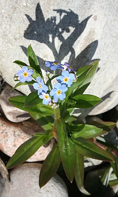 Forget-Me-Not (Myosotis Alpestris) — with blossoms that span approximately half an inch across; is an herbaceous perennial that graces many gardens, image 50