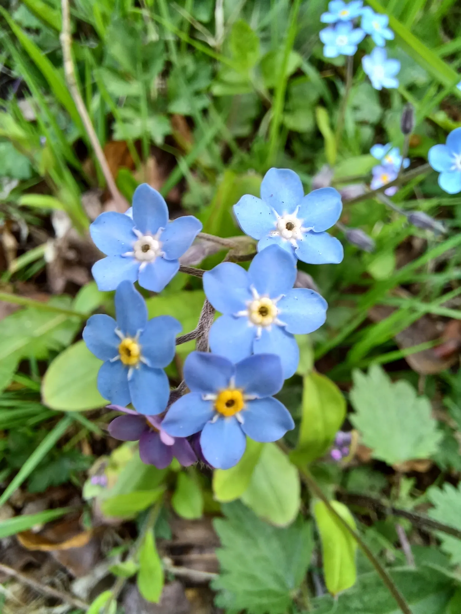 Forget-Me-Not (Myosotis Alpestris) — is an herbaceous perennial that graces many gardens with its delicate sky-blue flowers; commonly known as, image 167