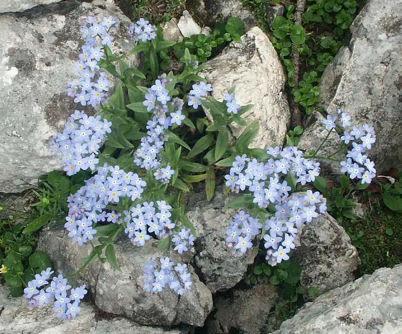 Forget-Me-Not (Myosotis Alpestris) — thriving well in USDA hardiness zones 2 through 9; to maintain its compact growth habit, image 151