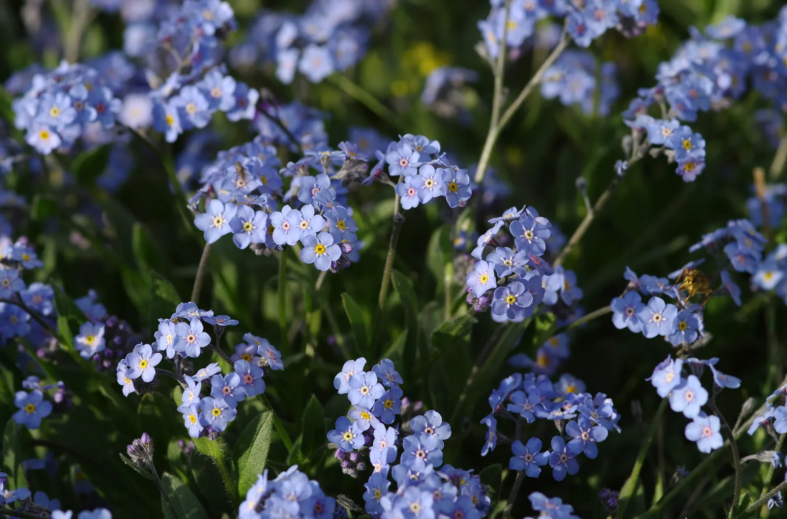 Forget-Me-Not (Myosotis Alpestris) — with blossoms that span approximately half an inch across; is an herbaceous perennial that graces many gardens, image 90