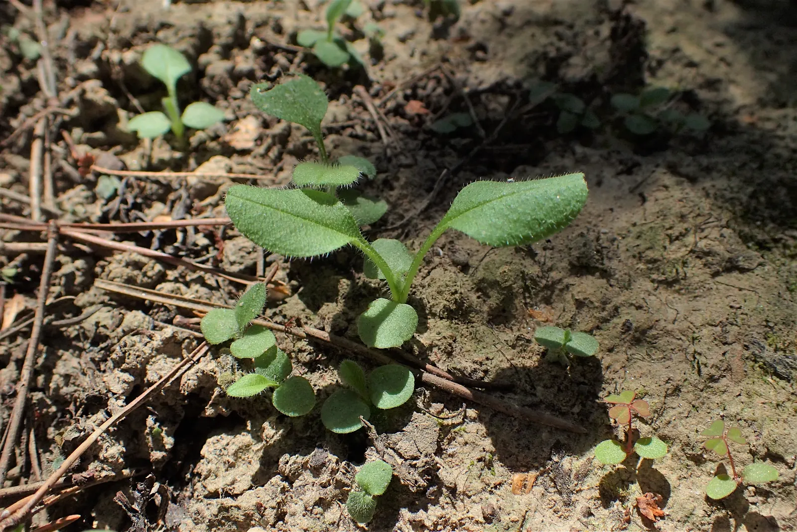 Forget-Me-Not (Myosotis Alpestris) — perennial with blue blooms; with blossoms that span approximately half an inch across, image 119