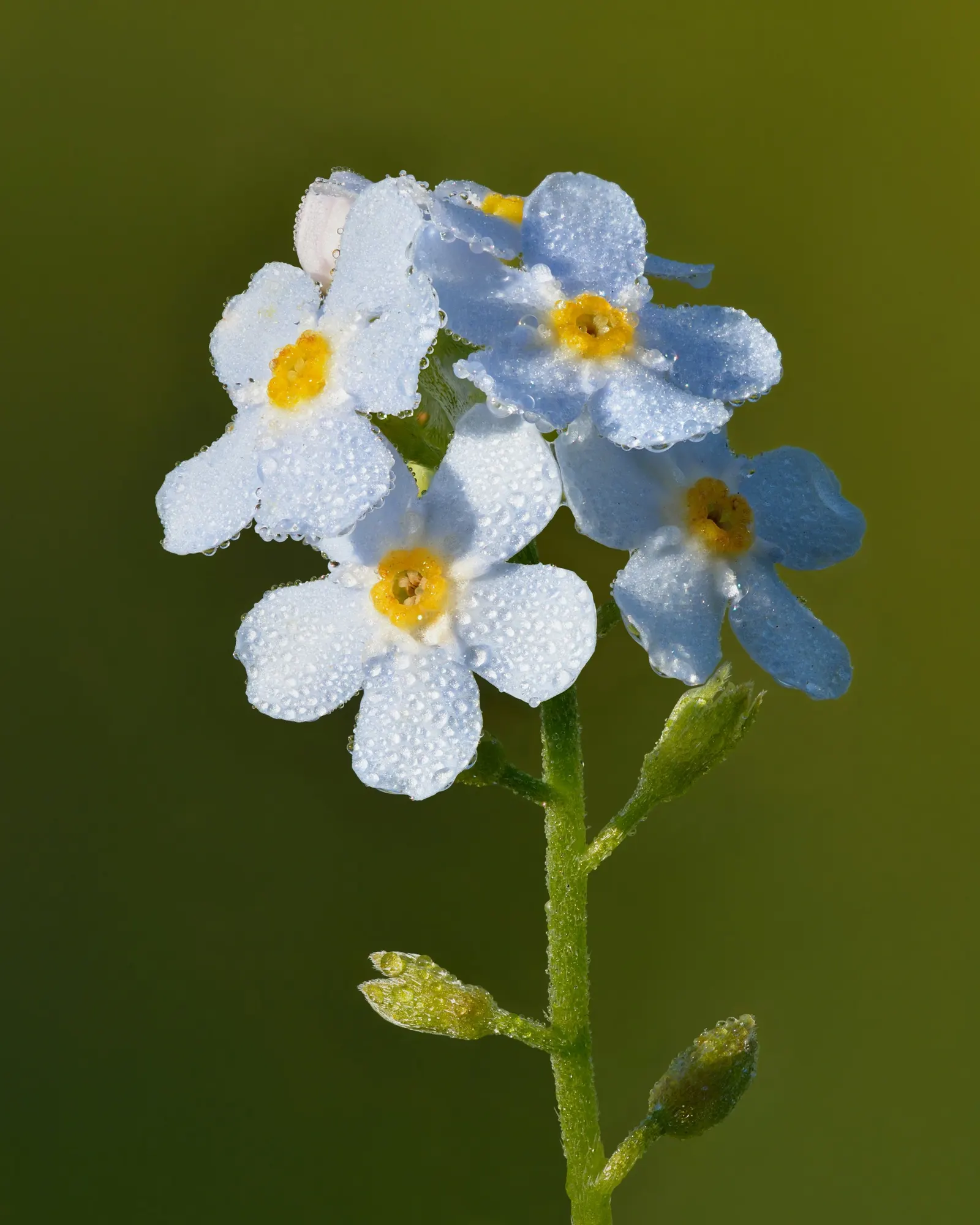 Forget-Me-Not (Myosotis Alpestris) — and along pathways due to its modest size and need for minimal maintenance; each with a delicate yellow center, image 75