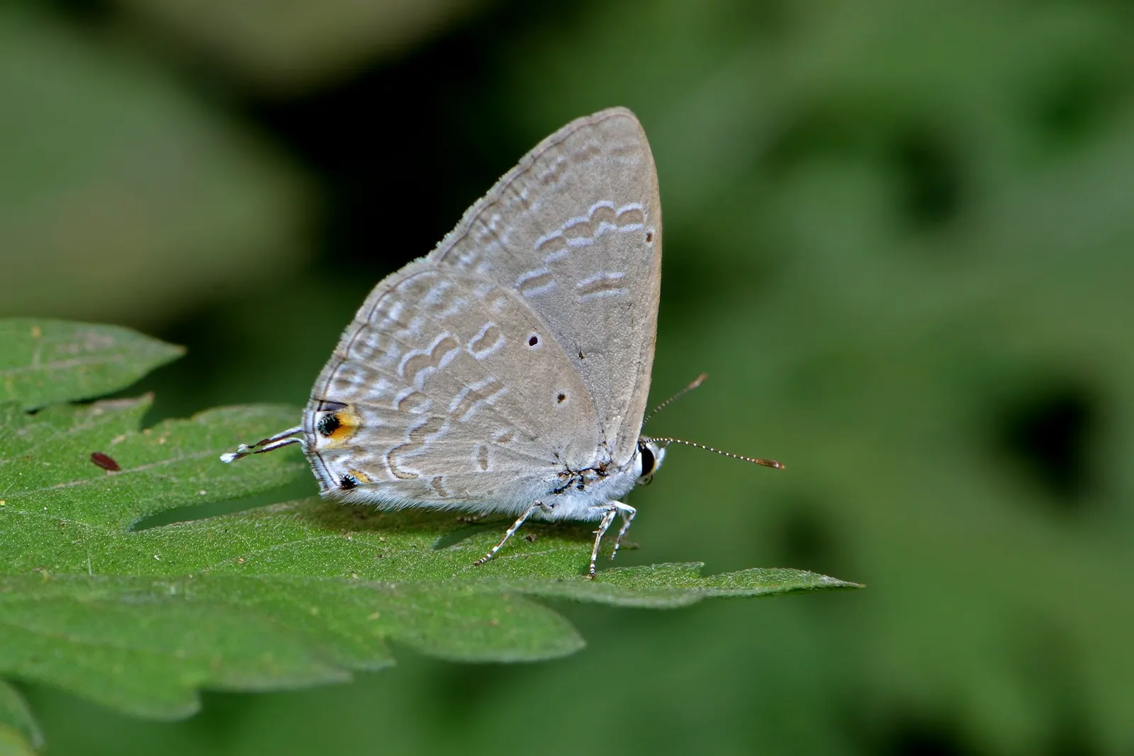 Forget-Me-Not (Myosotis Alpestris) — To maintain its compact growth habit; and along pathways due to its modest size and need for minimal, image 114