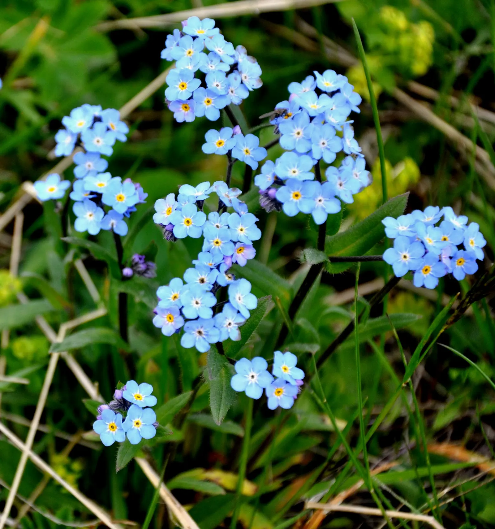 Forget-Me-Not (Myosotis Alpestris) — It prefers full sun to partial shade and requires well-drained soil; forget-me-not (Myosotis alpestris) graces, image 172