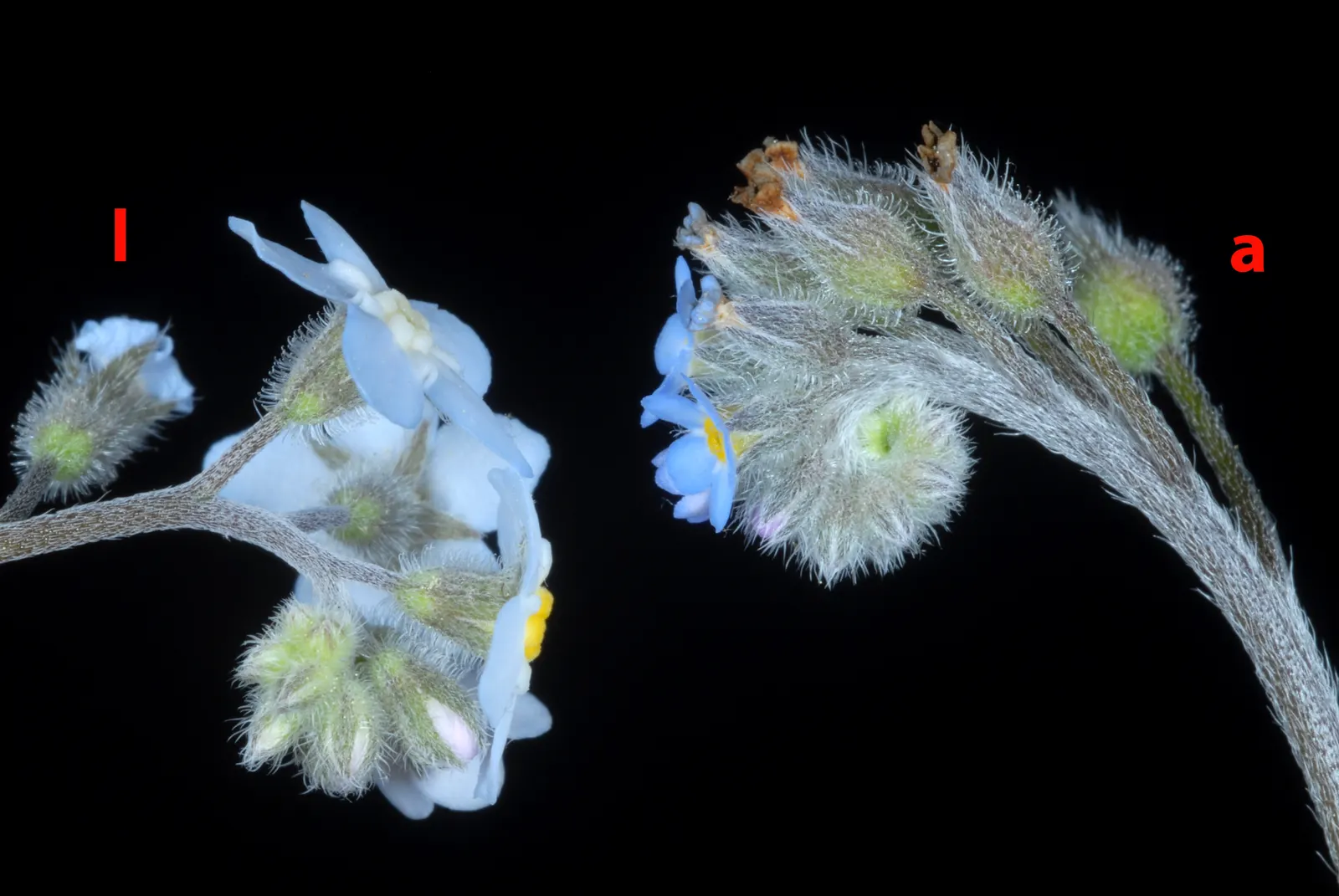 Forget-Me-Not (Myosotis Alpestris) — This plant typically flowers from late spring to early summer; perennial for full or half, image 69