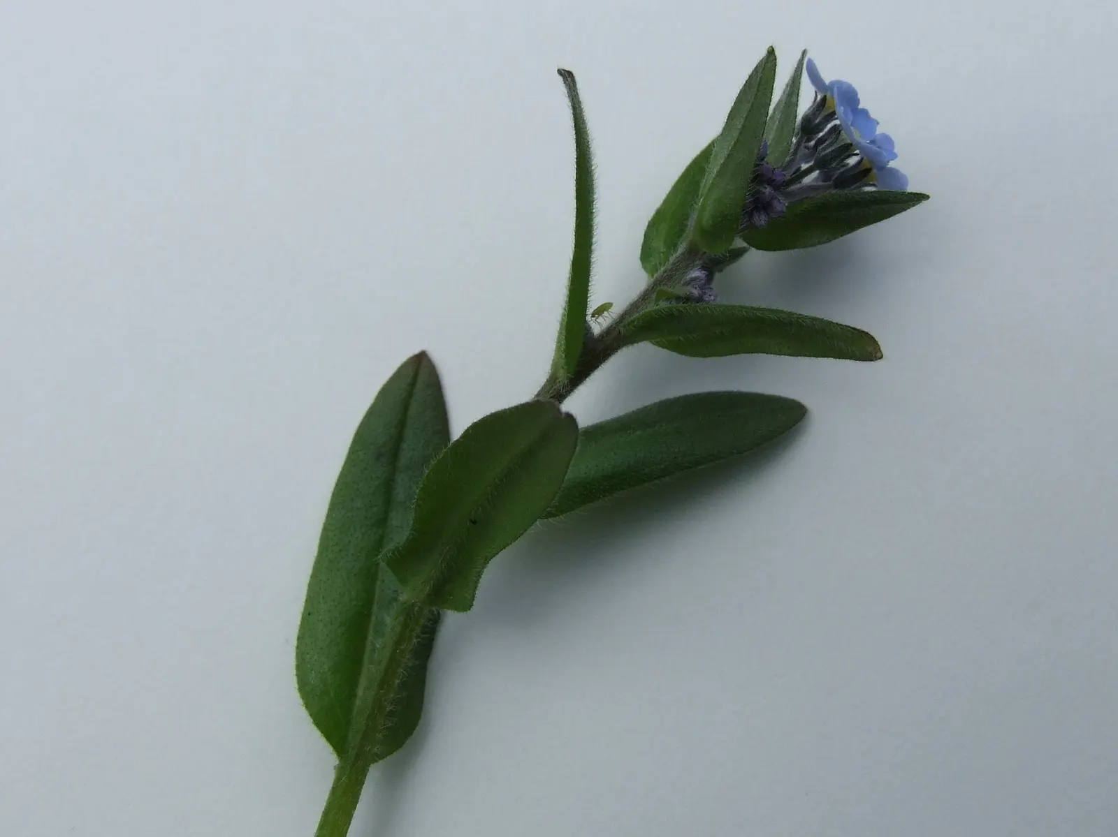 Forget-Me-Not (Myosotis Alpestris) — To maintain its compact growth habit; and along pathways due to its modest size and need for minimal, image 94