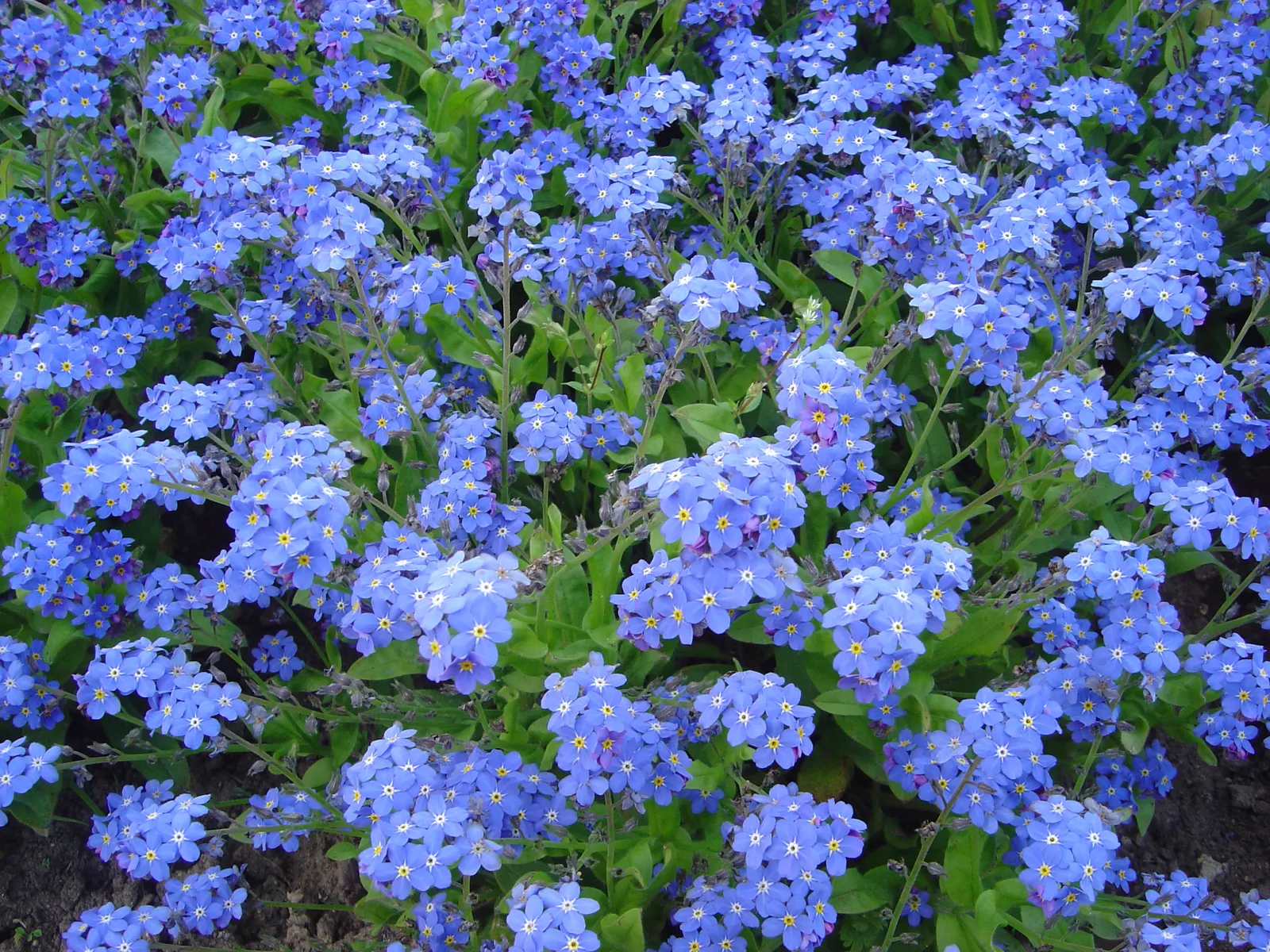 Forget-Me-Not (Myosotis Alpestris) — blue flowers in the garden; this perennial thrives in zones 3-8, prefers partial shade, and moist, image 138