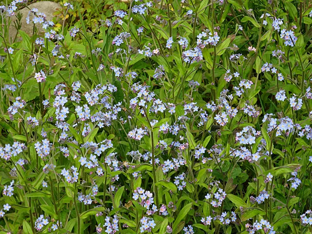 Forget-Me-Not (Myosotis Alpestris) — thriving well in USDA hardiness zones 2 through 9