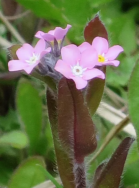 Forget-Me-Not (Myosotis Alpestris) — thriving well in USDA hardiness zones 2 through 9; to maintain its compact growth habit, image 171