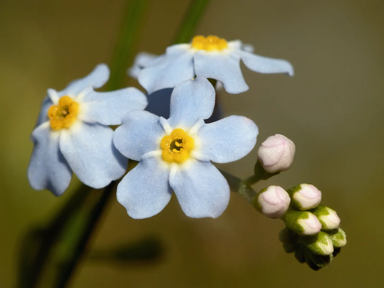 Forget-Me-Not (Myosotis Alpestris) — Forget-me-not (Myosotis alpestris) graces gardens with clusters of sky-blue flowers; reaching 6-12 inches, image 161