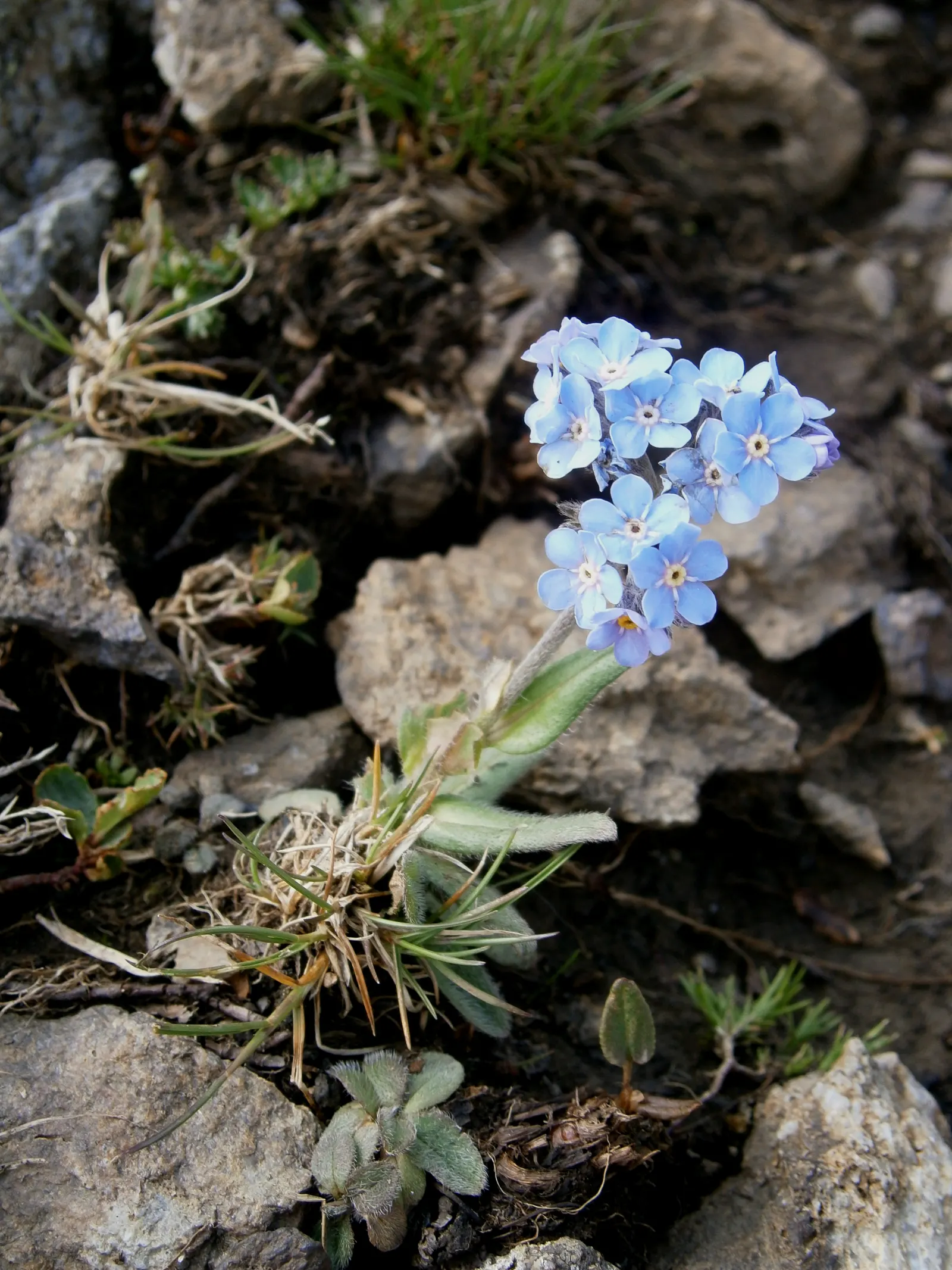 Forget-Me-Not (Myosotis Alpestris) — is an herbaceous perennial that graces many gardens with its delicate sky-blue flowers; commonly known as, image 47