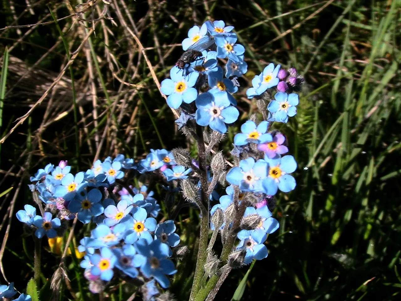 Forget-Me-Not (Myosotis Alpestris) — It prefers full sun to partial shade and requires well-drained soil
