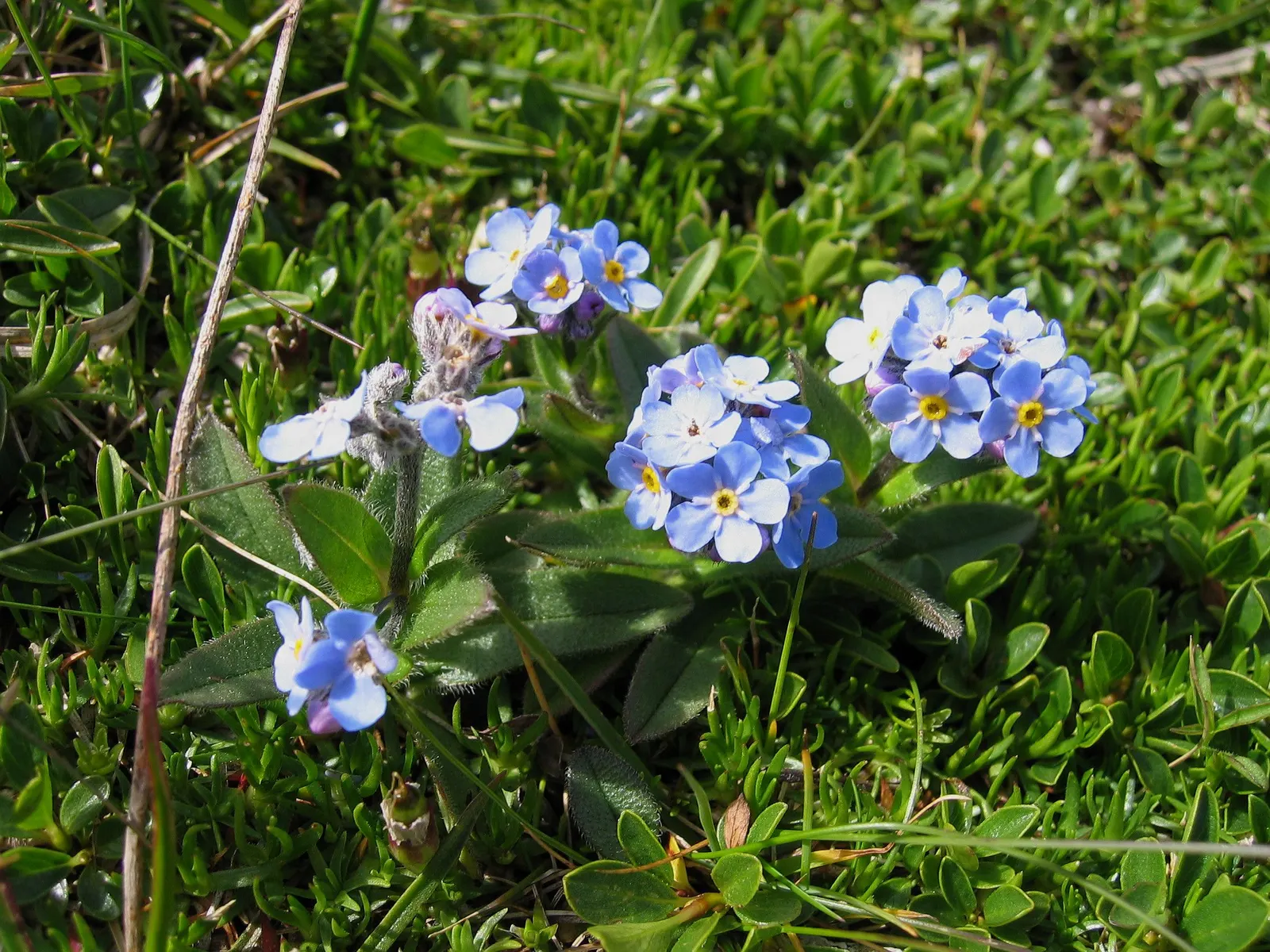Forget-Me-Not (Myosotis Alpestris) — as its common name suggests; this plant typically flowers from late spring to early summer, image 76