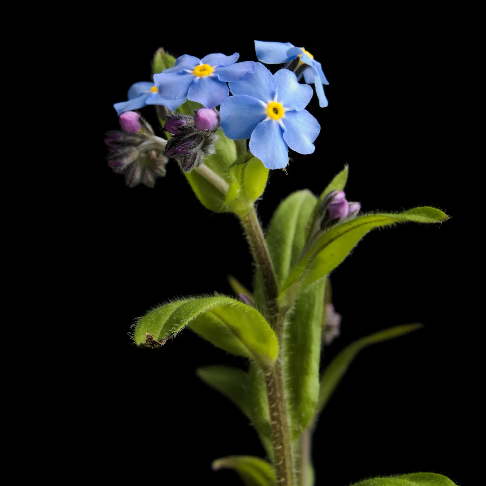 Forget-Me-Not (Myosotis Alpestris) — perennial with blue blooms; with blossoms that span approximately half an inch across, image 79