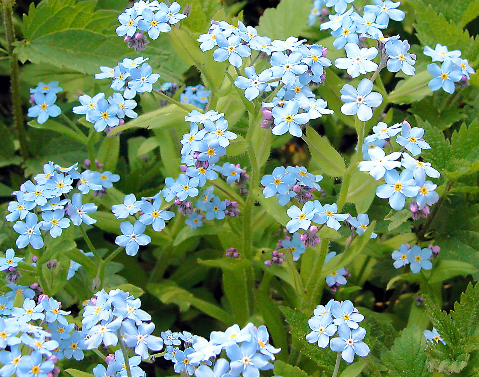 Forget-Me-Not (Myosotis Alpestris) — This perennial thrives in zones 3-8, prefers partial shade, and moist, well-drained soil; blue flowers in the, image 103