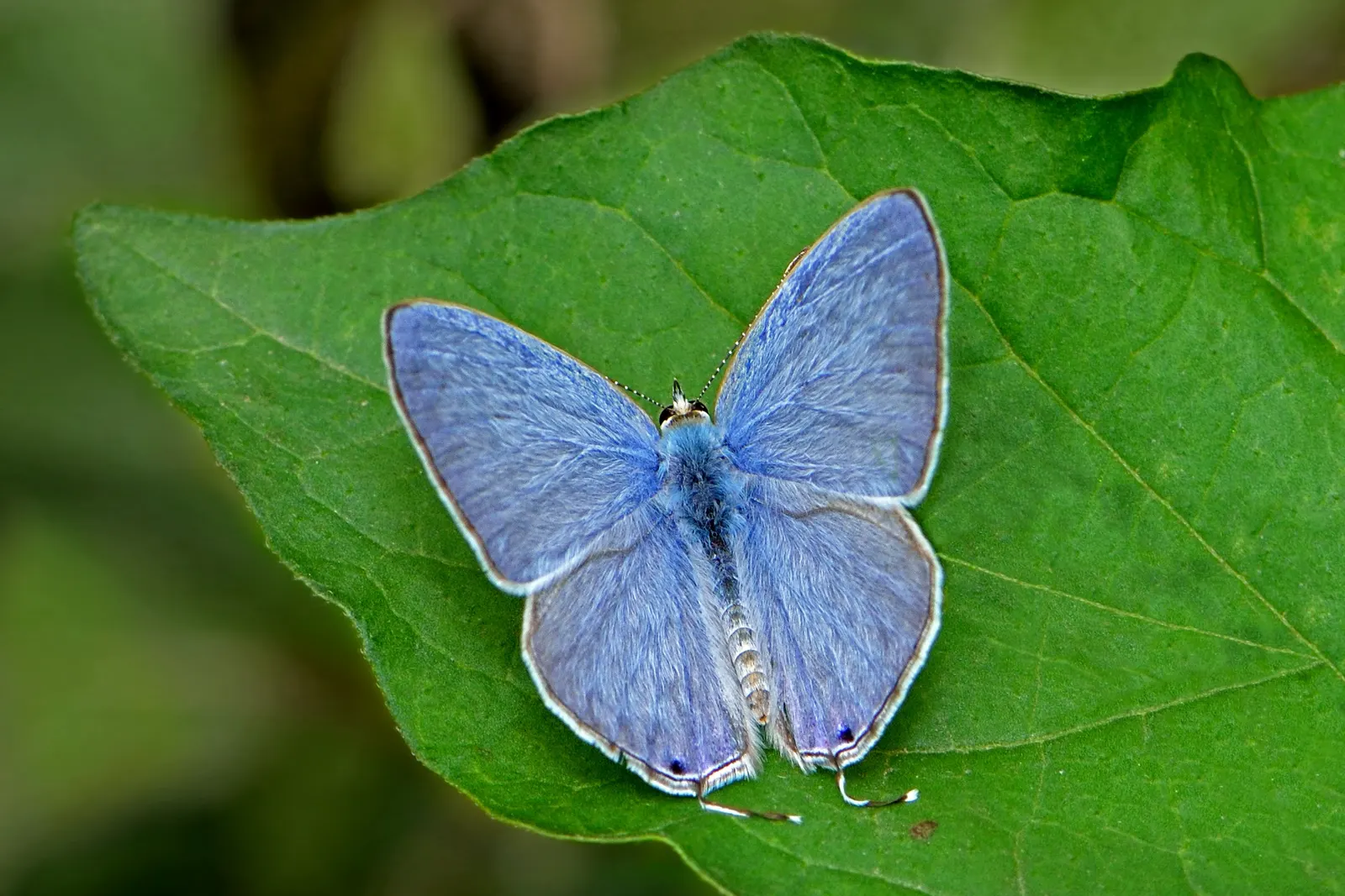 Forget-Me-Not (Myosotis Alpestris) — perennial for full or half; it is a touch of natural beauty that invites both contemplation and admiration in, image 80