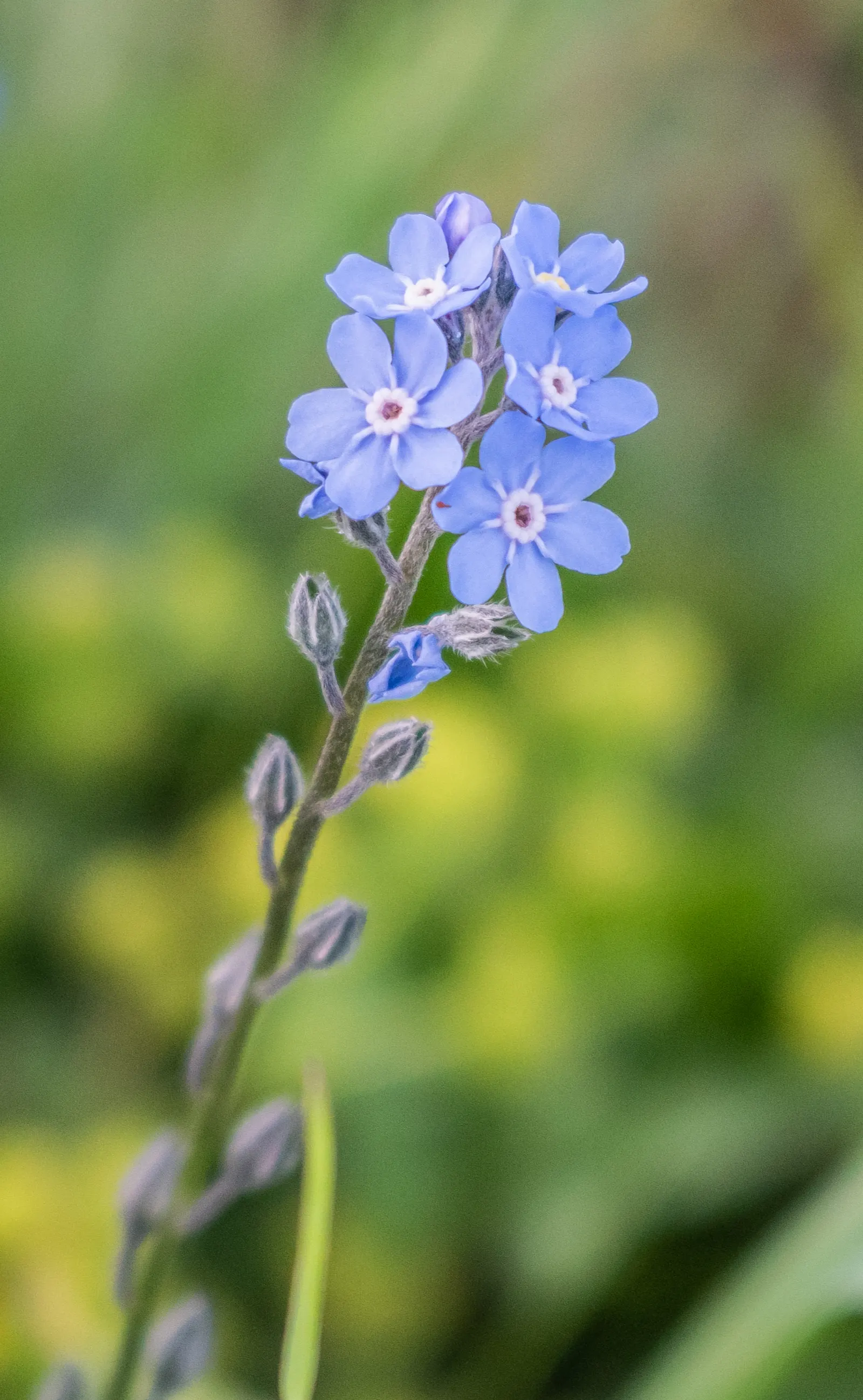 Forget-Me-Not (Myosotis Alpestris) — and along pathways due to its modest size and need for minimal maintenance; each with a delicate yellow center, image 95