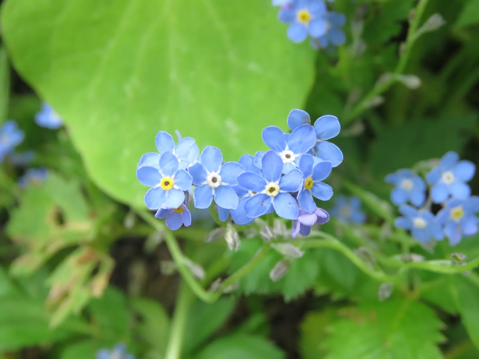 Forget-Me-Not (Myosotis Alpestris) — This plant typically flowers from late spring to early summer; perennial for full or half, image 129