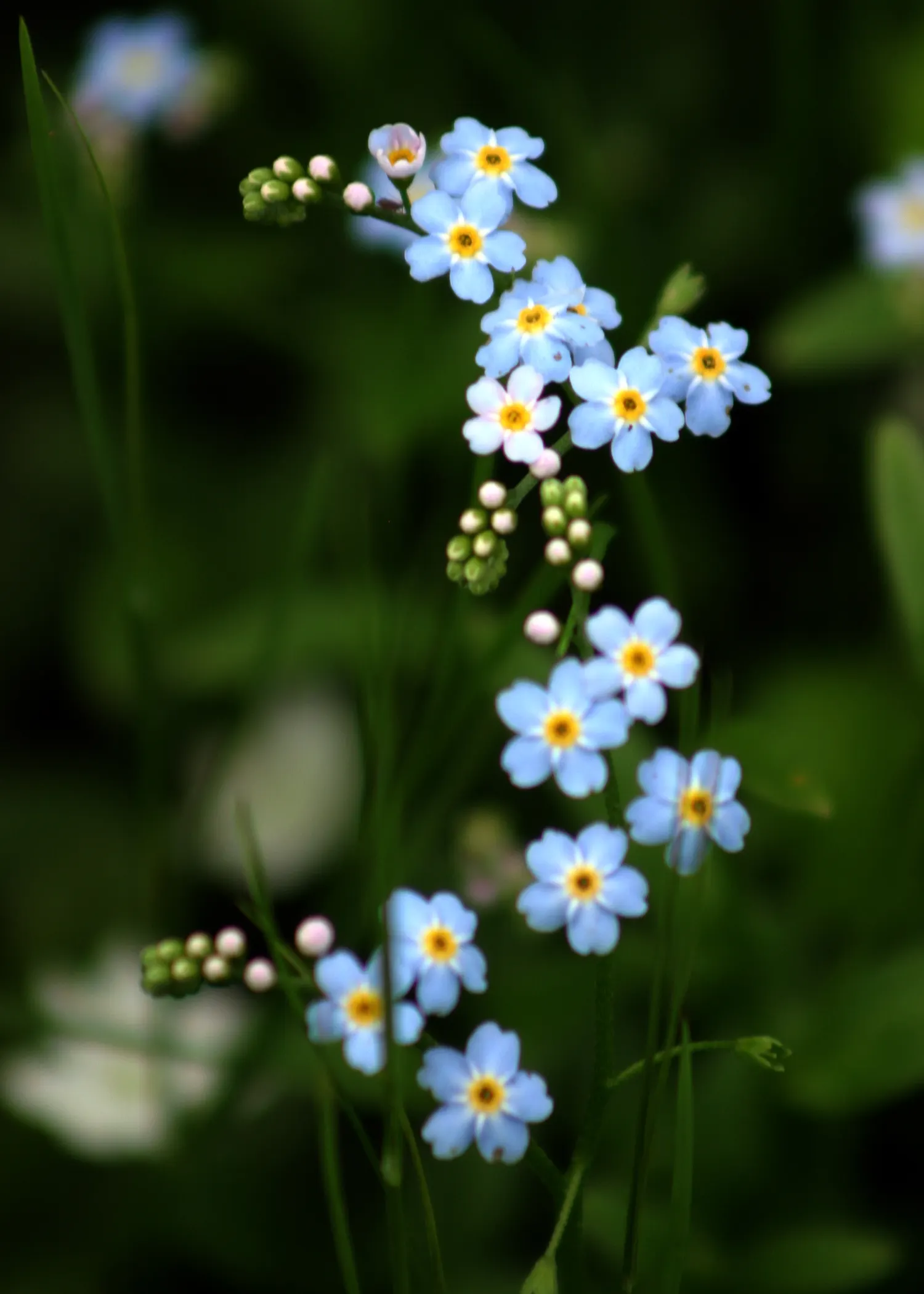 Forget-Me-Not (Myosotis Alpestris) — perennial for full or half; it is a touch of natural beauty that invites both contemplation and admiration in the outdoor